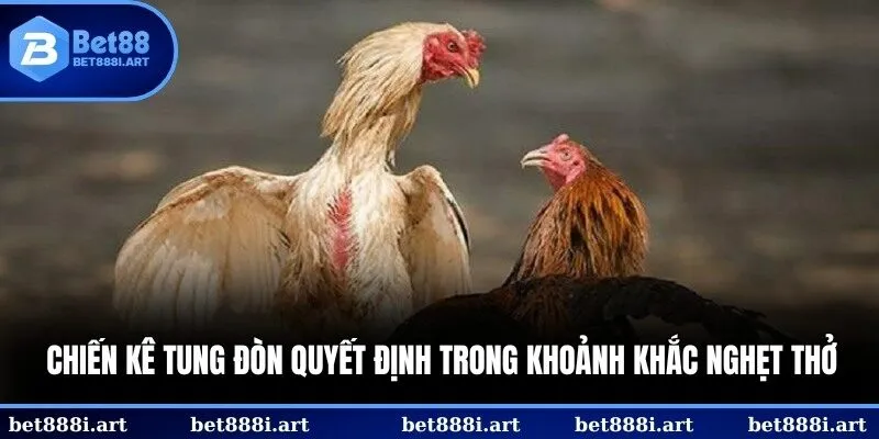 Đá gà cựa sắt là trận chiến nghẹt thở giữa 2 chiến kê dũng mãnh