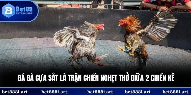 Chiến kê tung đòn quyết định trong khoảnh khắc nghẹt thở