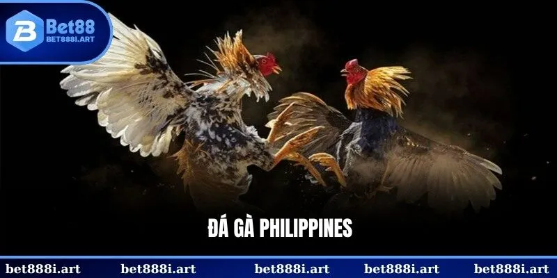Đá gà Philippines