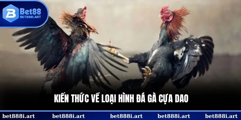 Kiến thức về loại hình đá gà cựa dao