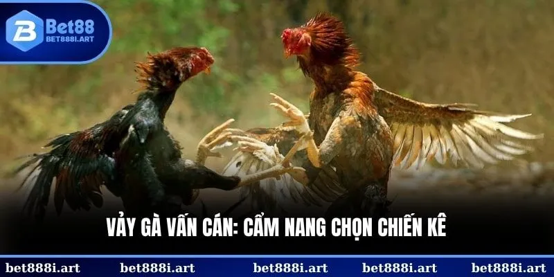 Vảy gà vấn cán